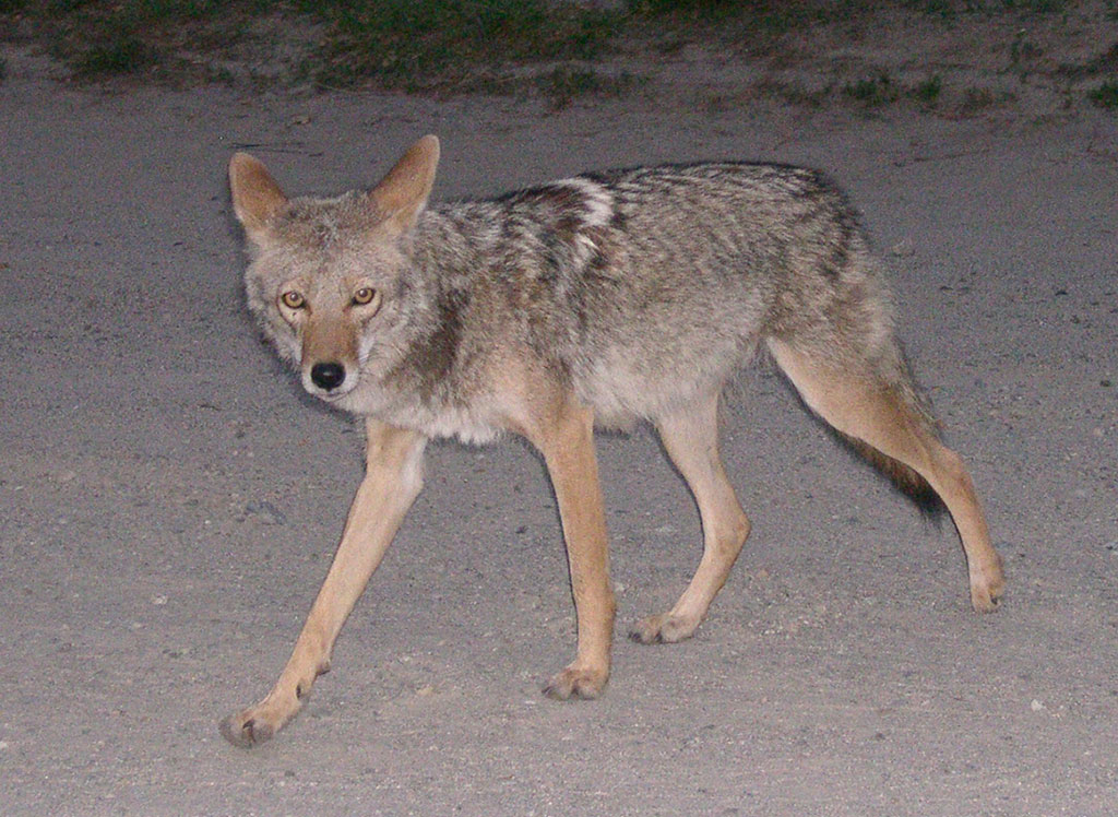 The Wily Coyote - www.Mariemont.com - The Village Connection
